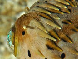 Eye detail (cornea and lens) of balloonfish. Cozumel. Nik... by David Heidemann 